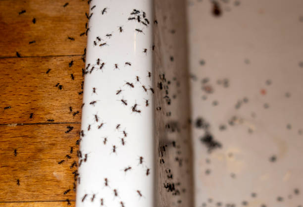 Best Residential Pest Control  in Jekyll Island, GA